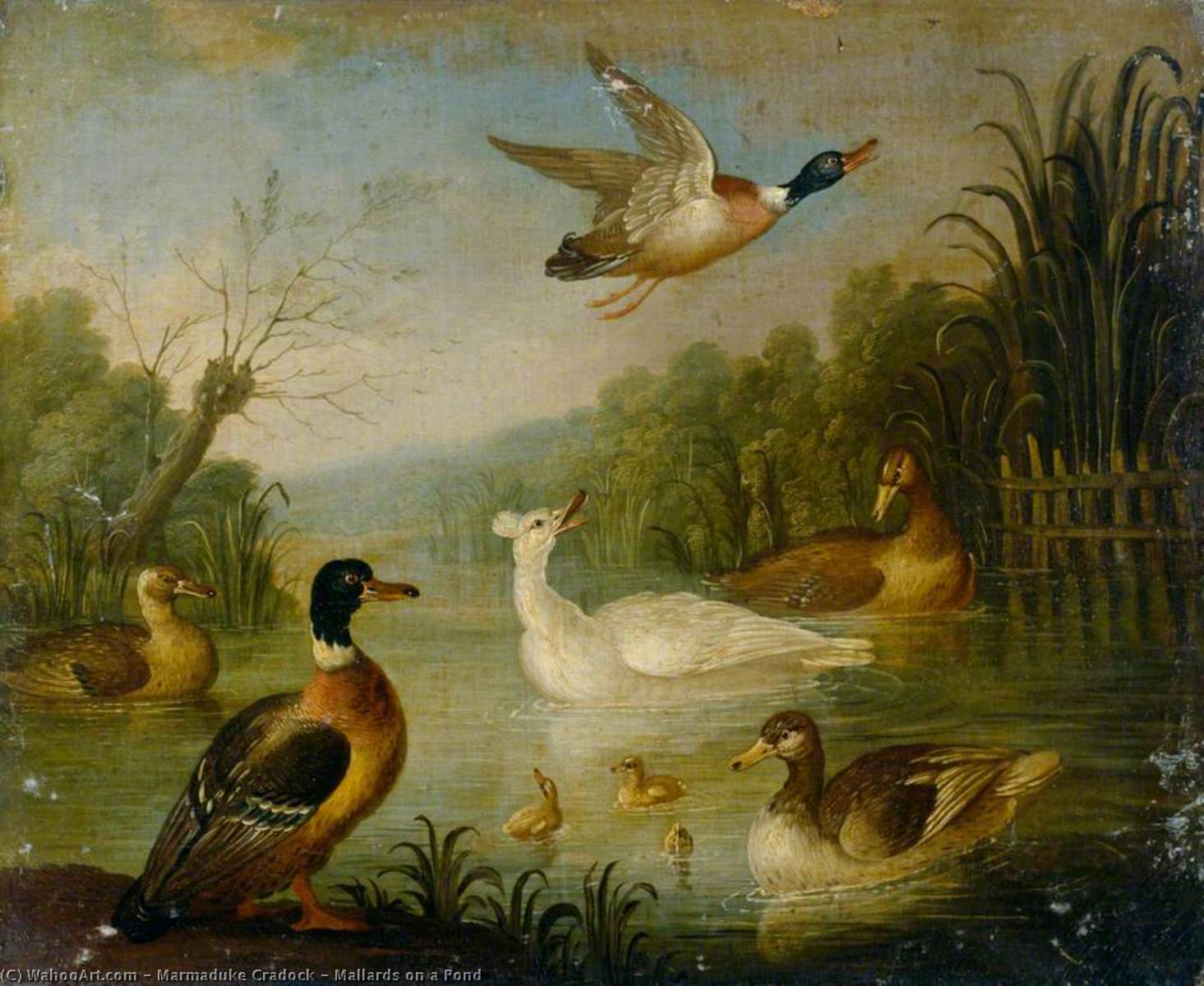 WikiOO.org - Енциклопедия за изящни изкуства - Живопис, Произведения на изкуството Marmaduke Cradock - Mallards on a Pond