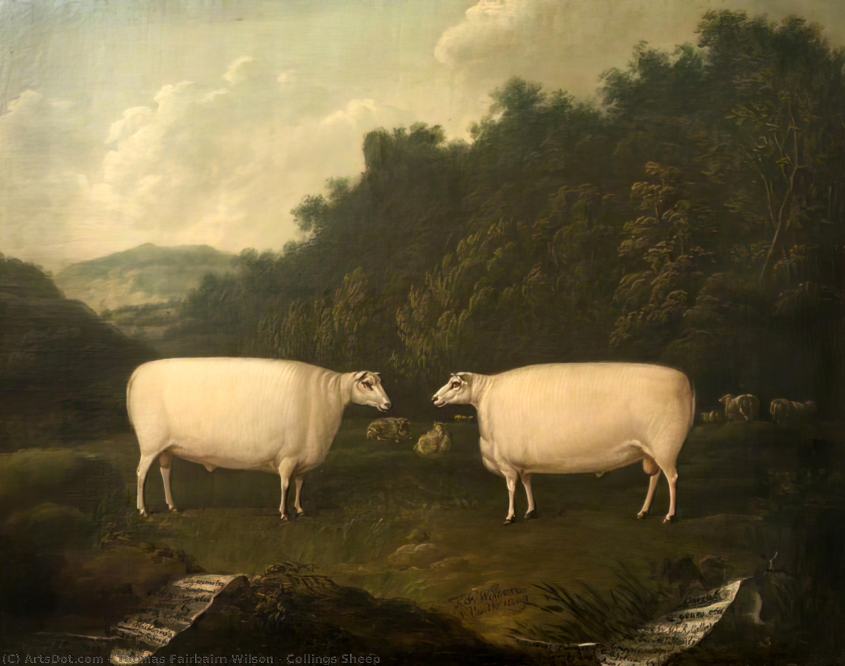 WikiOO.org - אנציקלופדיה לאמנויות יפות - ציור, יצירות אמנות Thomas Fairbairn Wilson - Collings Sheep
