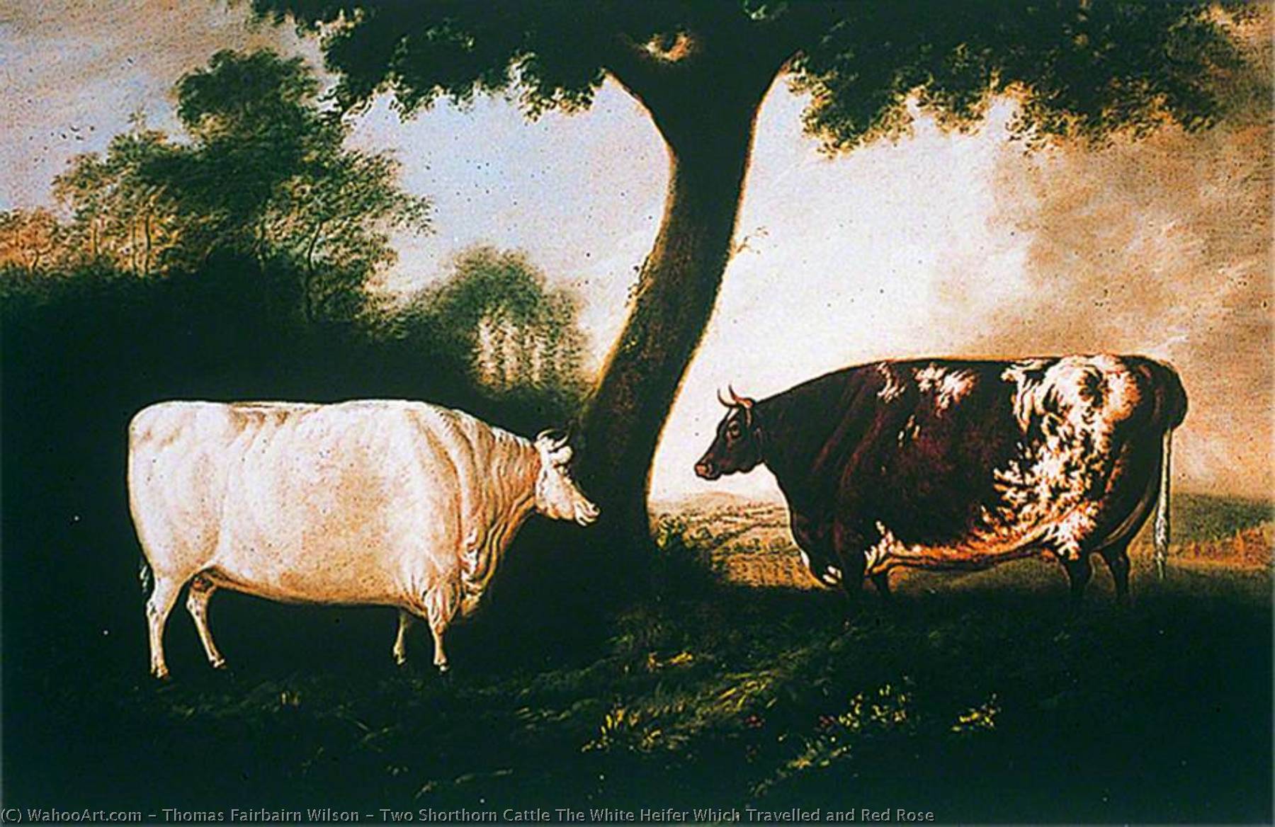 Wikioo.org - The Encyclopedia of Fine Arts - Painting, Artwork by Thomas Fairbairn Wilson - Two Shorthorn Cattle The White Heifer Which Travelled and Red Rose