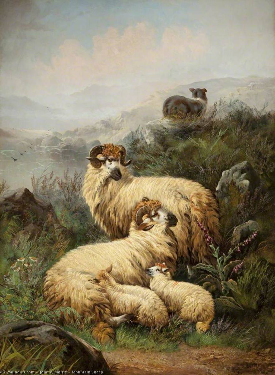 Wikioo.org - The Encyclopedia of Fine Arts - Painting, Artwork by John W Morris - Mountain Sheep
