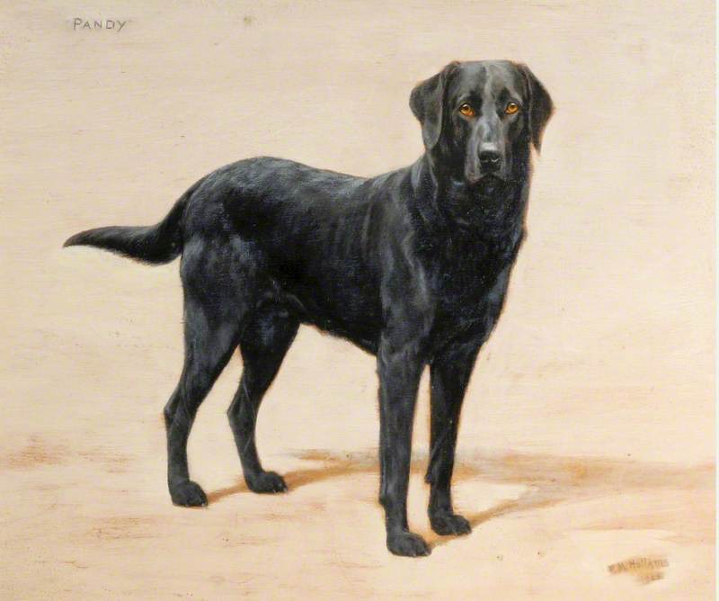 Wikioo.org - The Encyclopedia of Fine Arts - Painting, Artwork by Florence Mabel Hollams - 'Pandy', a Black Labrador