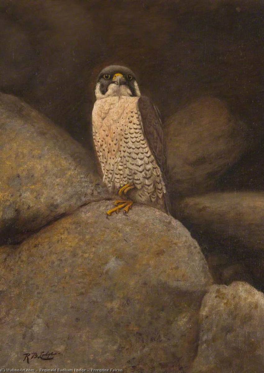Wikioo.org - The Encyclopedia of Fine Arts - Painting, Artwork by Reginald Badham Lodge - Peregrine Falcon