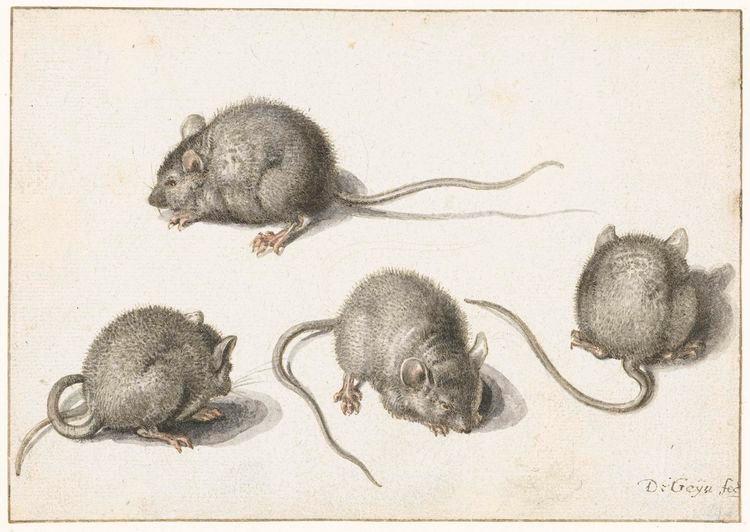 Wikioo.org - The Encyclopedia of Fine Arts - Painting, Artwork by Jacob De Gheyn Ii - Four Studies of Mice