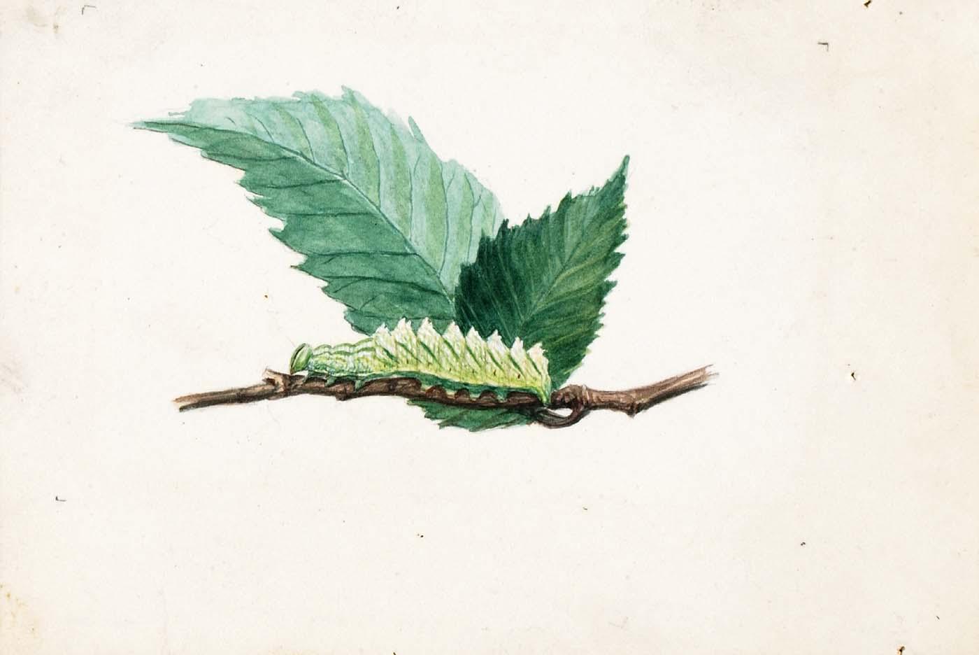 Wikioo.org - The Encyclopedia of Fine Arts - Painting, Artwork by Louis Agassiz Fuertes - Jagged Leaf Edge Caterpillar, study for book Concealing Coloration in the Animal Kingdom