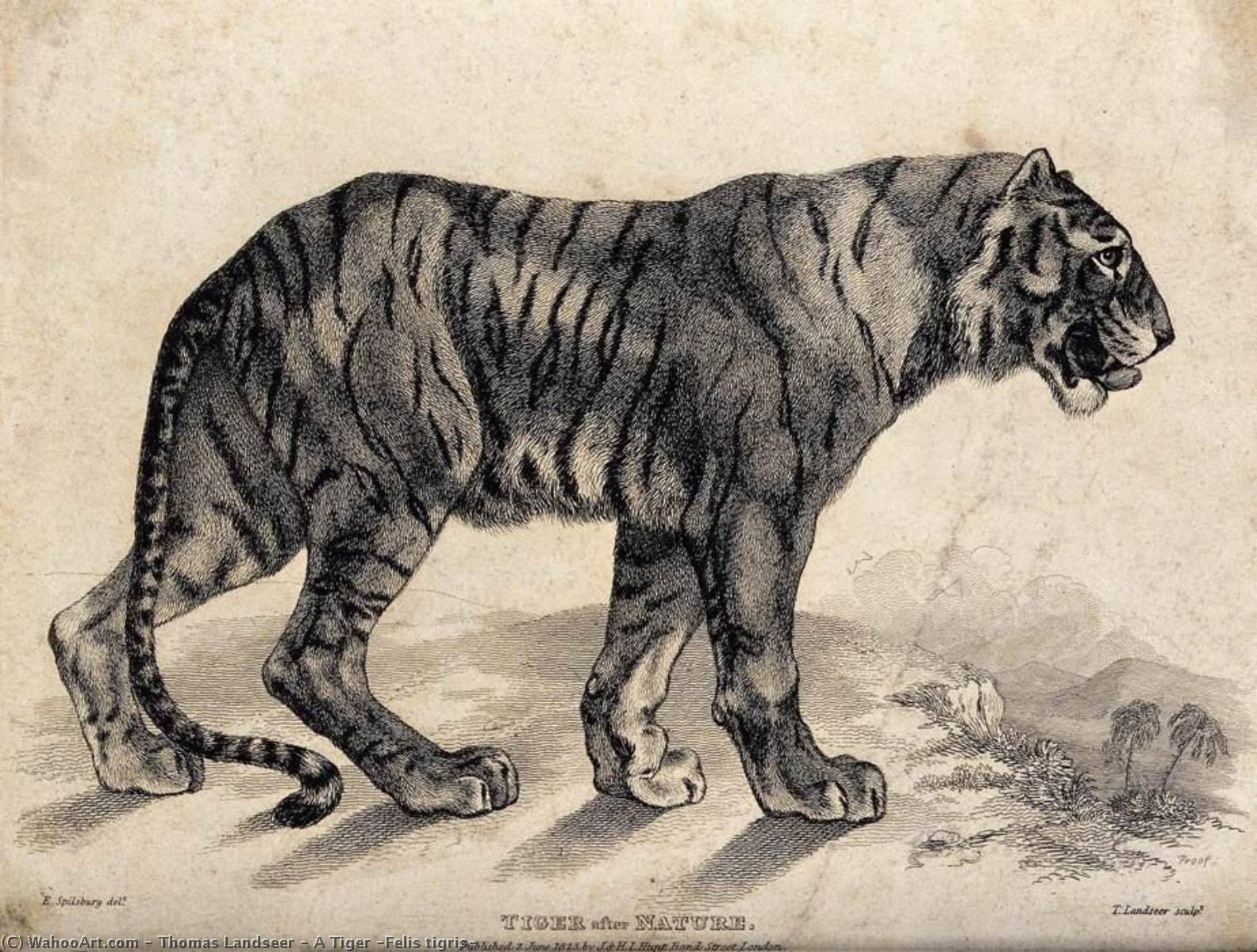 Wikioo.org – La Enciclopedia de las Bellas Artes - Pintura, Obras de arte de Thomas Landseer - Un Tigre ( Felis tigris )