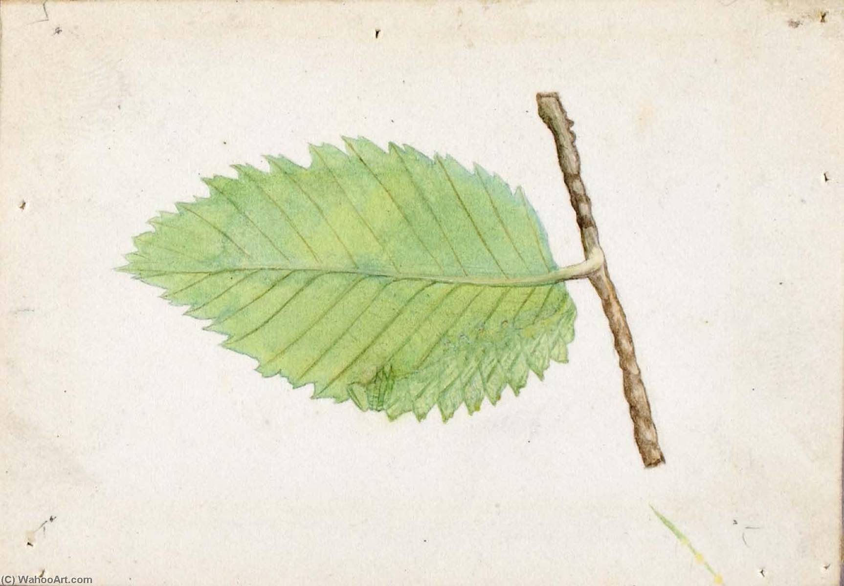 Wikioo.org - The Encyclopedia of Fine Arts - Painting, Artwork by Emma Beach Thayer - Jagged Leaf Edge Caterpillar, study for book Concealing Coloration in the Animal Kingdom
