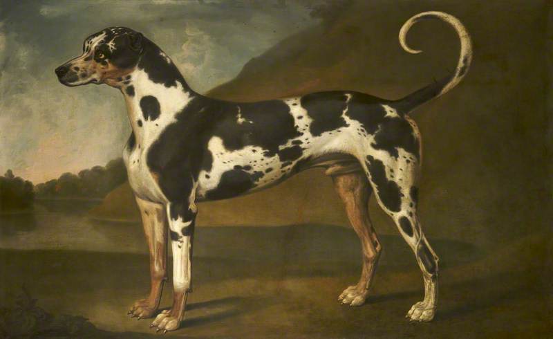 Wikioo.org - The Encyclopedia of Fine Arts - Painting, Artwork by Thomas Stringer - A Harlequin Great Dane Called 'Turpin'