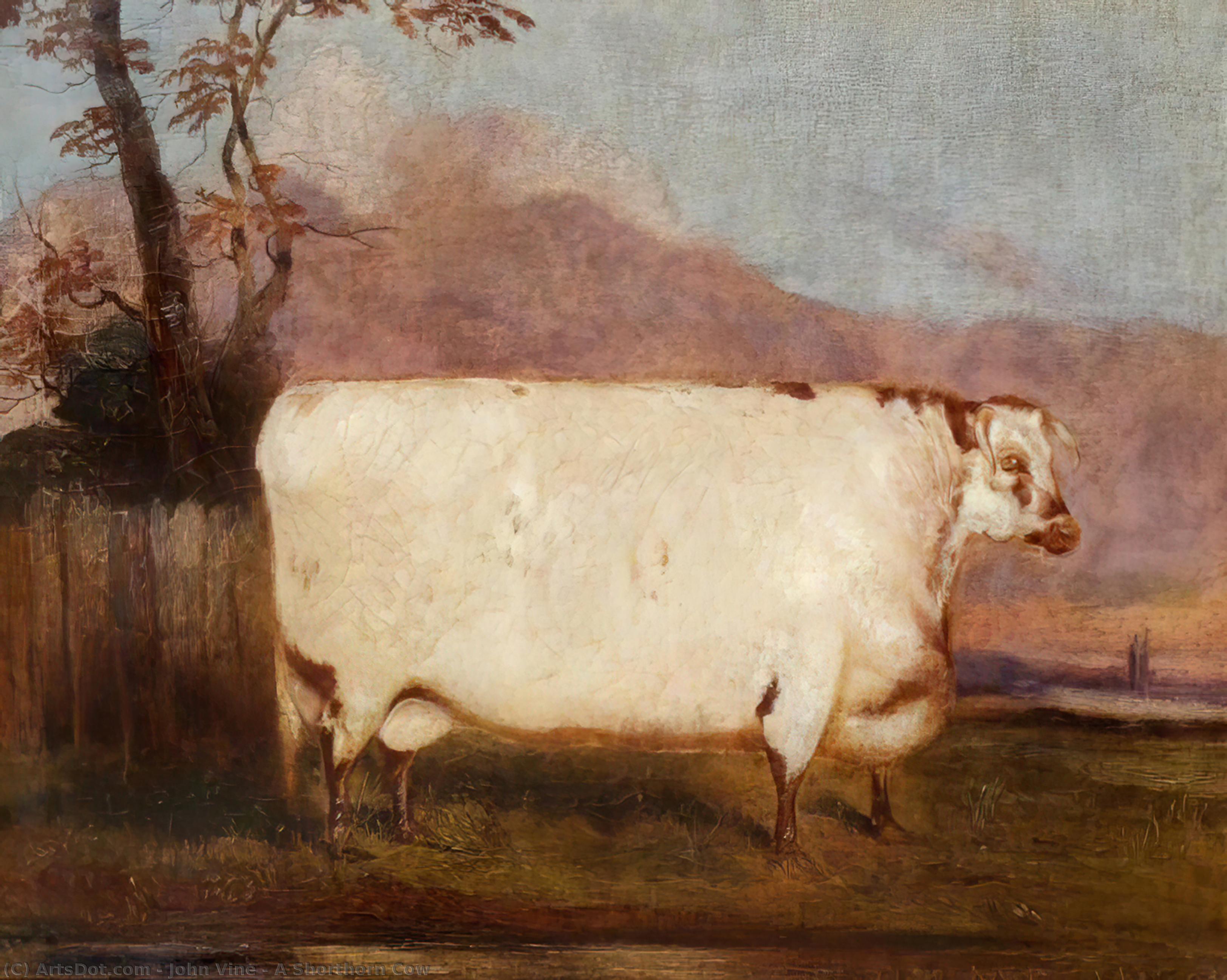 Wikioo.org - The Encyclopedia of Fine Arts - Painting, Artwork by John Vine - A Shorthorn Cow