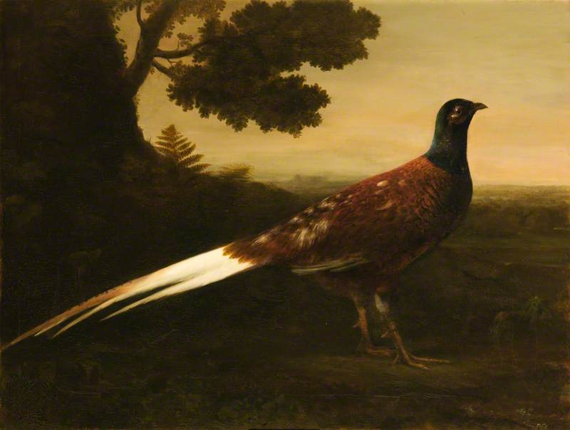 Wikioo.org - The Encyclopedia of Fine Arts - Painting, Artwork by George Haddo - A Piebald Pheasant