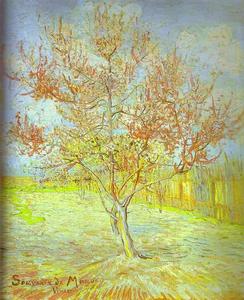персик Дерево  в  Цвести  в  память  самого  Розовато-лиловый