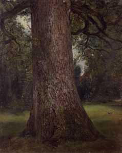 Study of the Trunk of an Elm Tree