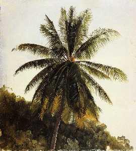 ヤシの木、西インド諸島