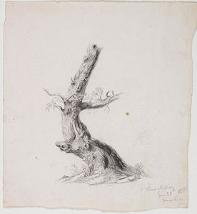 Gnarled Tree Trunk with Lea