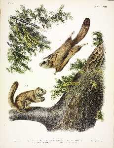 1. Pteromys sabrinus, Severn River Flying Squirrel; 2. Pteromys alpinus, Rocky Mountain Squirrel