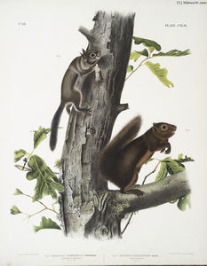 1. Sciurus Fremonsii, Fremont's Squirrel. Natural size; 2. Sciurus fuliginosus, Sooty Squirrel. Natural size