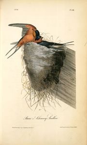 Barn Swallow ou Cheminée