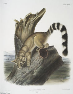 Bassaris astuta , Ring-tailed Bassaris . Природный размер . Мужской