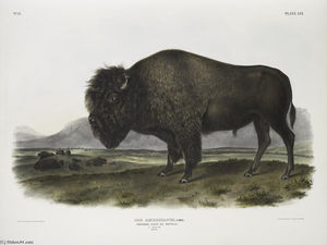Bos Americanus, American Bison, or Buffalo