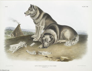 ケイネス·ファミリアリス、Esquimauの複数形の犬