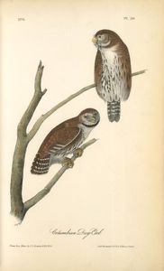 Columbian Day-Owl