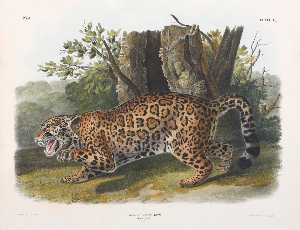 Felis onca, The Jaguar. Female