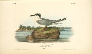 Havell's Tern. Adult