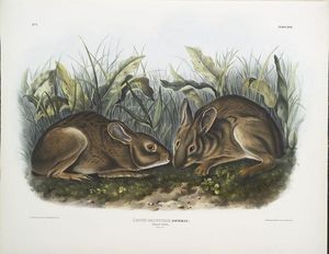 Lepus palustris, Marsh Hare. Tamaño natural