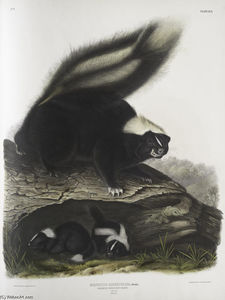 Mephitis Americana, Common American Skunk. Natural size. Female