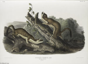 Putorius frenata, Bridled Weasel. Males. Natural size
