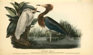 Egret rossastro. 1. Adulto, piena primavera piumaggio. 2. Young in piena primavera piume di due anni