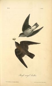 Rau-winged Swallow