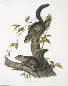 Sciurus colliaei, collies ardilla. Tamaño natural