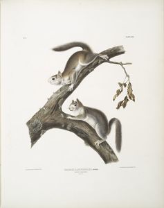 Sciurus Lanigunosus, Downy Squirrel. Grandeur nature