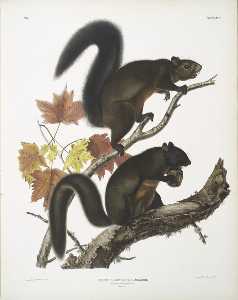 Sciurus longipilis, Long-haired Squirrel. Natural size