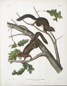 Sciurus mollipilosus, Soft-haired Squirrel. Natural size