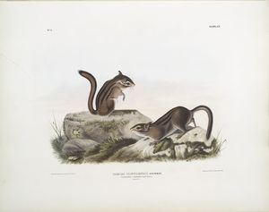 Tamias Townsendii, Townsend's Ground Squirrel