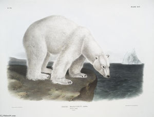 Maritimus del Ursus, oso polar