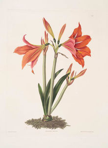 Amaryllis reginaæ [messicano Lily, Amaryllis]