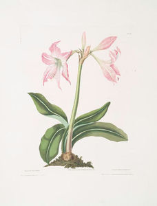 Amaryllis steilatafolia