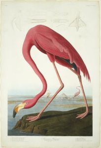 Amérique Flamingo