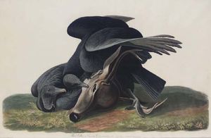 Avvoltoio nero o Cornacchia