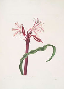 Crinum zeylanicum [Ceylon swamplily, Milk-and wine lily]