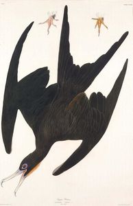 Frégate Pelican