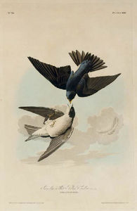 Green-blue, or White Bellied Swallow