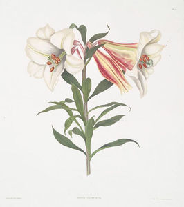 Lilium Japonicum