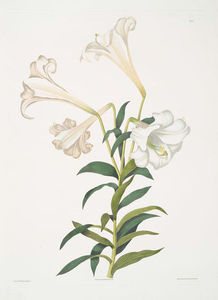 Lilium longiflorum
