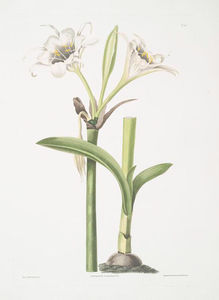 Pancratium calathinum