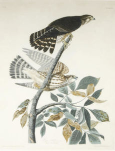 Pigeon Hawk, Male
