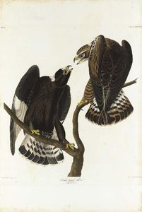 Rough-legged Falcon