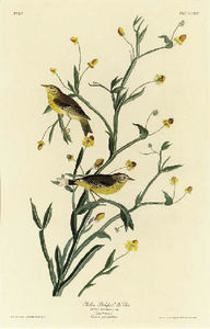 Yellow Red-poll Warbler